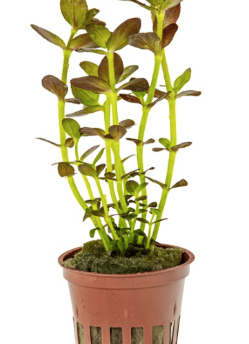 Bacopa Salzmanni 'Purple'