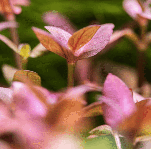 Captura de Pantalla 2025-04-11 a la(s) 22.57.11 Bacopa Salzmanni 'Purple'
