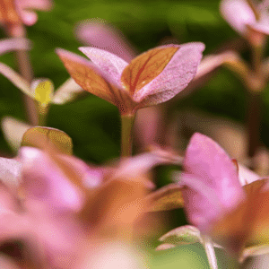 Captura de Pantalla 2025-04-11 a la(s) 22.57.11 Bacopa Salzmanni 'Purple'