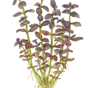 Captura de Pantalla 2025-04-11 a la(s) 22.57.16 Bacopa Salzmanni 'Purple'