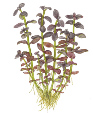 Captura de Pantalla 2025-04-11 a la(s) 22.57.16 Bacopa Salzmanni 'Purple'