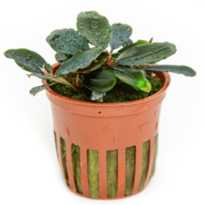 Bucephalandra Sordidula 'Blue'