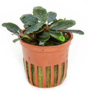 Bucephalandra Sordidula 'Blue'