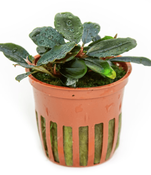 Bucephalandra Sordidula 'Blue'