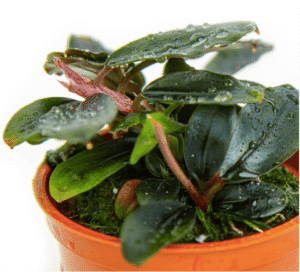 Bucephalandra Sordidula 'Blue'