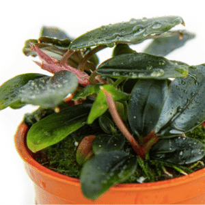 Bucephalandra Sordidula 'Blue'