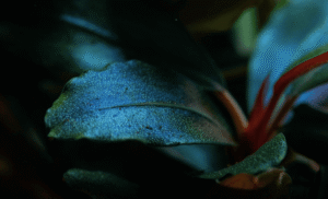Bucephalandra Sordidula 'Blue'
