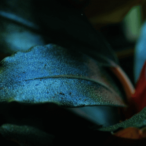 Bucephalandra Sordidula 'Blue'
