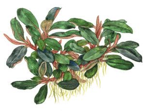 Bucephalandra Sordidula 'Blue'