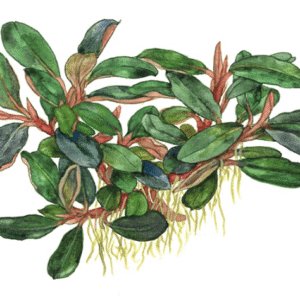 Bucephalandra Sordidula 'Blue'