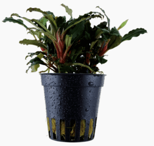 Bucephalandra Sp. 'Red'