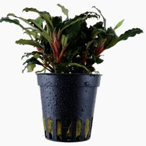 Bucephalandra Sp. 'Red'