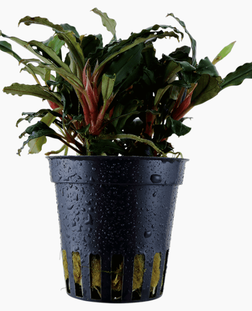 Bucephalandra Sp. 'Red'