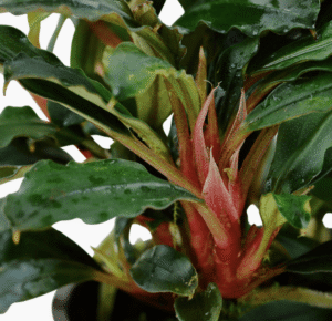 Bucephalandra Sp. 'Red'