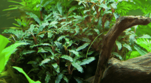 Bucephalandra Sp. 'Red'