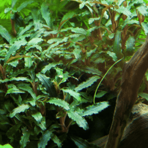 Bucephalandra Sp. 'Red'