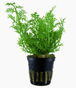 Ceratopteris Thalictroides