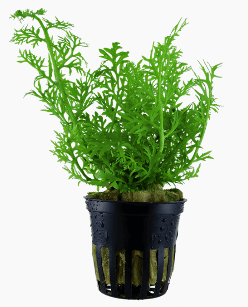 Ceratopteris Thalictroides