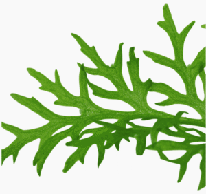 Ceratopteris Thalictroides