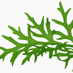 Ceratopteris Thalictroides