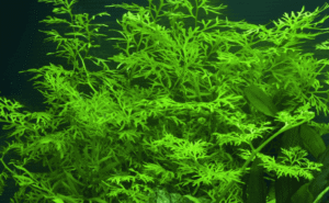 Ceratopteris Thalictroides