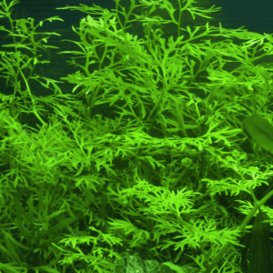 Ceratopteris Thalictroides