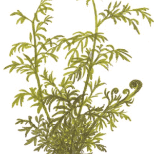 Ceratopteris Thalictroides