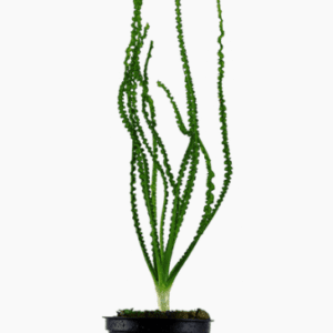 Crinum Calamistratum