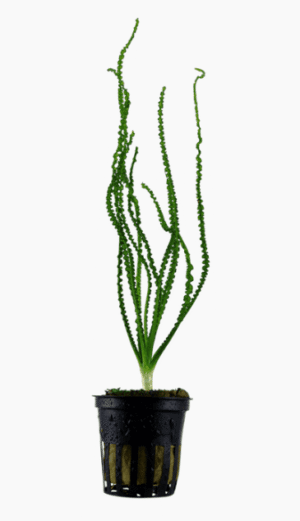 Crinum Calamistratum