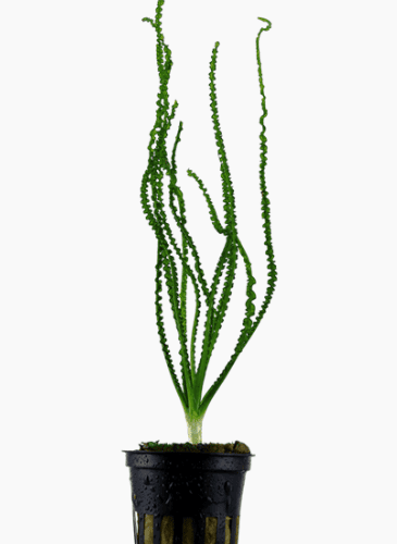 Crinum Calamistratum