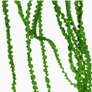 Crinum Calamistratum