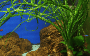 Crinum Calamistratum