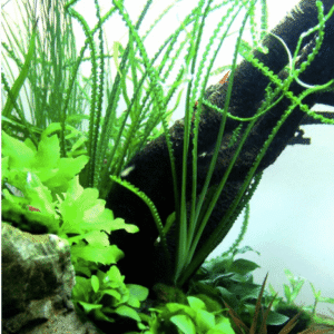 Crinum Calamistratum