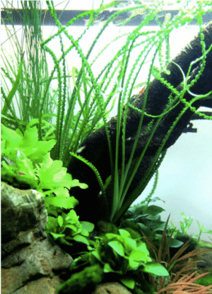 Crinum Calamistratum