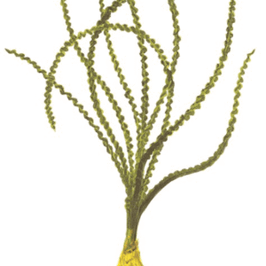 Crinum Calamistratum