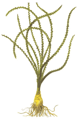 Crinum Calamistratum