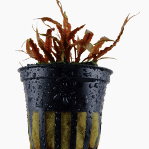 Cryptocoryne Albida 'Brown'