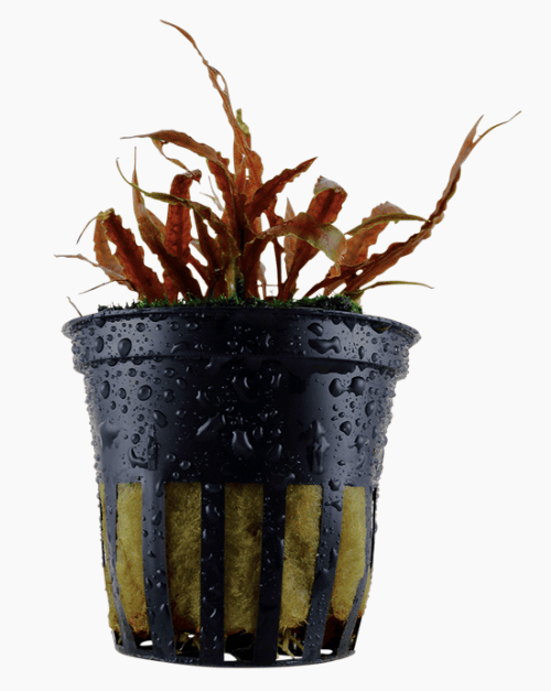 Cryptocoryne Albida 'Brown'