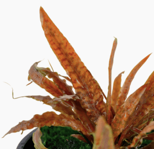 Cryptocoryne Albida 'Brown'