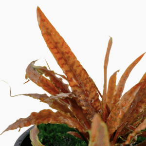 Cryptocoryne Albida 'Brown'