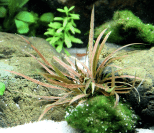 Cryptocoryne Albida 'Brown'