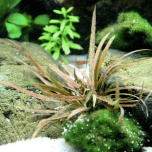 Cryptocoryne Albida 'Brown'
