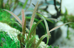 Cryptocoryne Albida 'Brown'