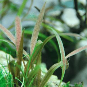 Cryptocoryne Albida 'Brown'