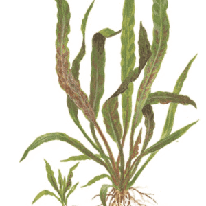 Cryptocoryne Albida 'Brown'