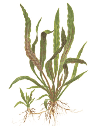 Cryptocoryne Albida 'Brown'