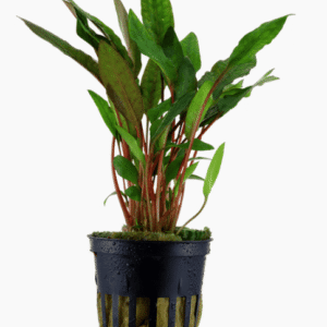 Cryptocoryne Beckettii 'Petchii'
