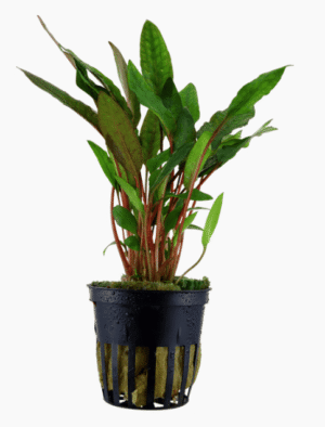 Cryptocoryne Beckettii 'Petchii'