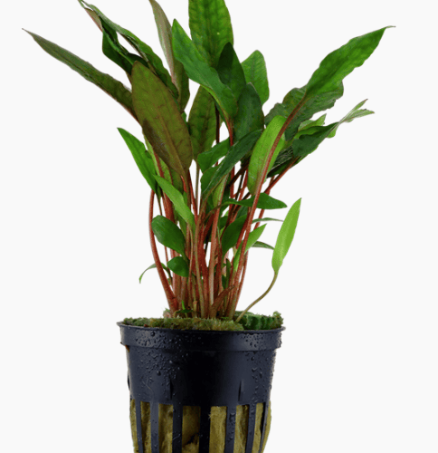 Cryptocoryne Beckettii 'Petchii'