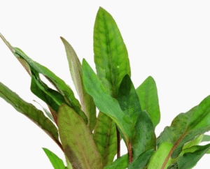 Cryptocoryne Beckettii 'Petchii'